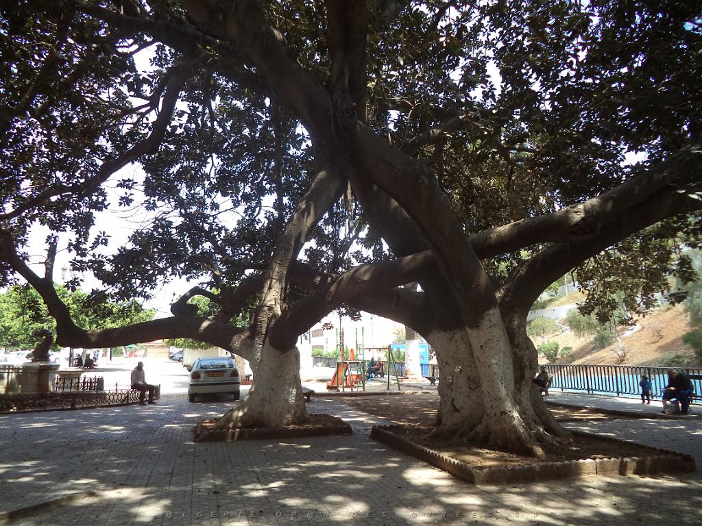 2018 05 VOYAGE A ORAN EN MAI 2018 (94).JPG -                                